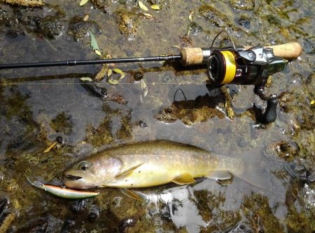 九頭竜川水系でイワナ釣り